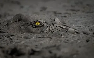 The Winning Photos From The GDT Nature Photographer Of The Year 2020 Have Been Announced And They're Beautiful