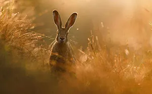 The Winning Photos From The GDT Nature Photographer Of The Year 2020 Have Been Announced And They're Beautiful