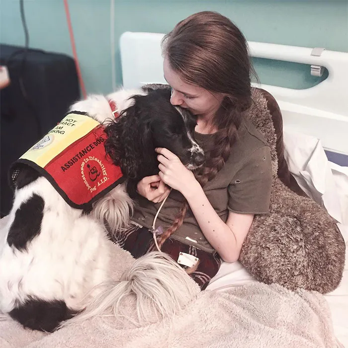 A Girl With A Disability Has The Most Adorable Helper - A Springer Spaniel Named Ted (17 Pics)