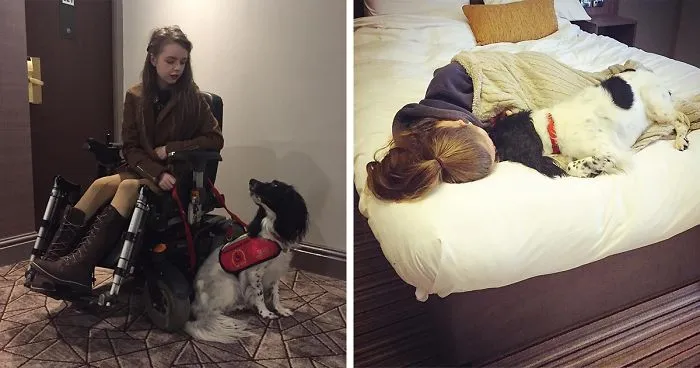 A Girl With A Disability Has The Most Adorable Helper - A Springer Spaniel Named Ted (17 Pics)