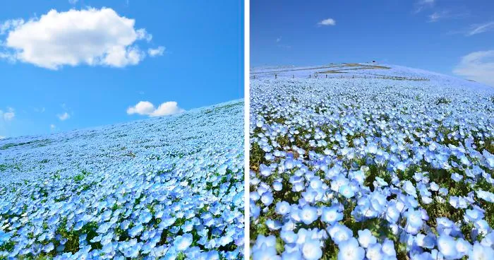 Over 5 Million Tiny Blue Flowers Have Bloomed In This Japanese Park, Unveiling A Magical Sight