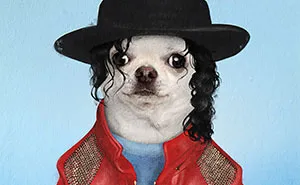 I Made Pets Into Superstars To Help Them Find A Home (20 Pics)