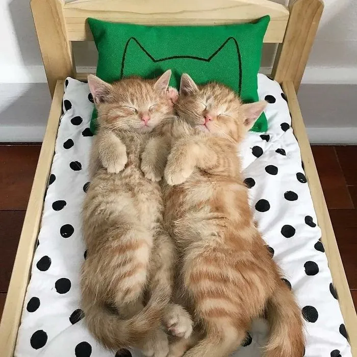Cat Bed