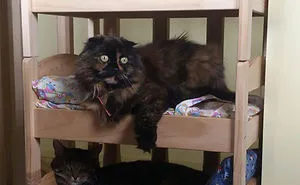 IKEA Sells Mini Beds For Children's Toys, People Buy Them For Their Cats (30 Pics)