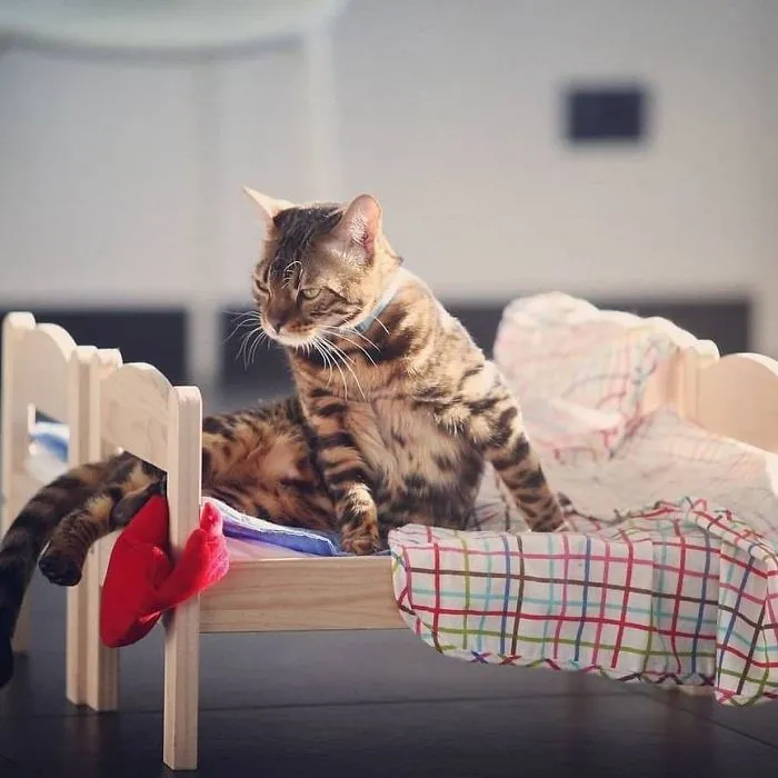 IKEA vende camitas de juguete para las muñecas, y la gente las compra para sus gatos (30 fotos)