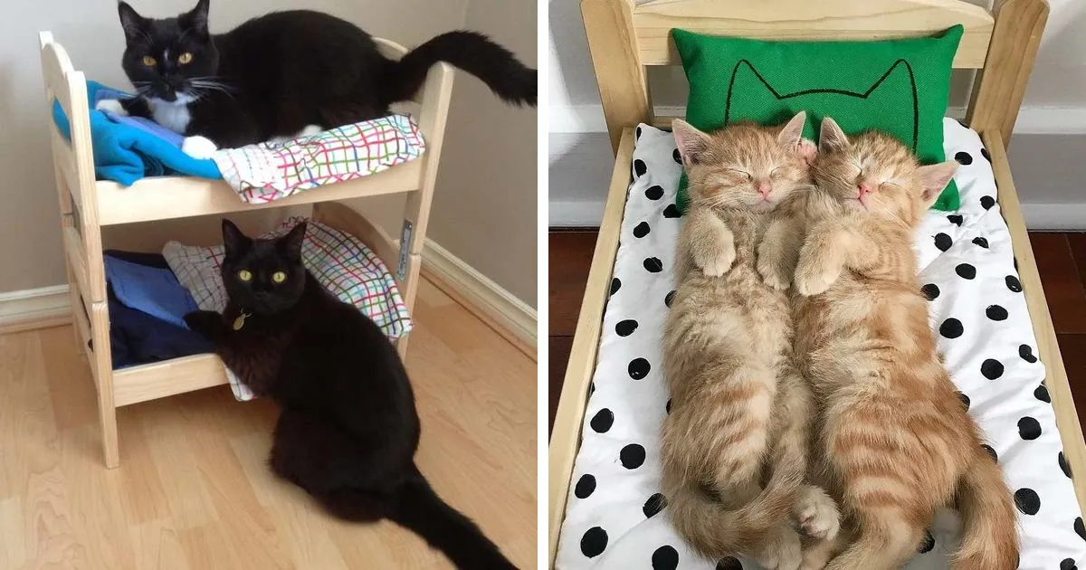IKEA vende camitas de juguete para las muñecas, y la gente las compra para sus gatos (30 fotos)