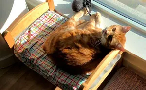 IKEA Sells Mini Beds For Children's Toys, People Buy Them For Their Cats (30 Pics)