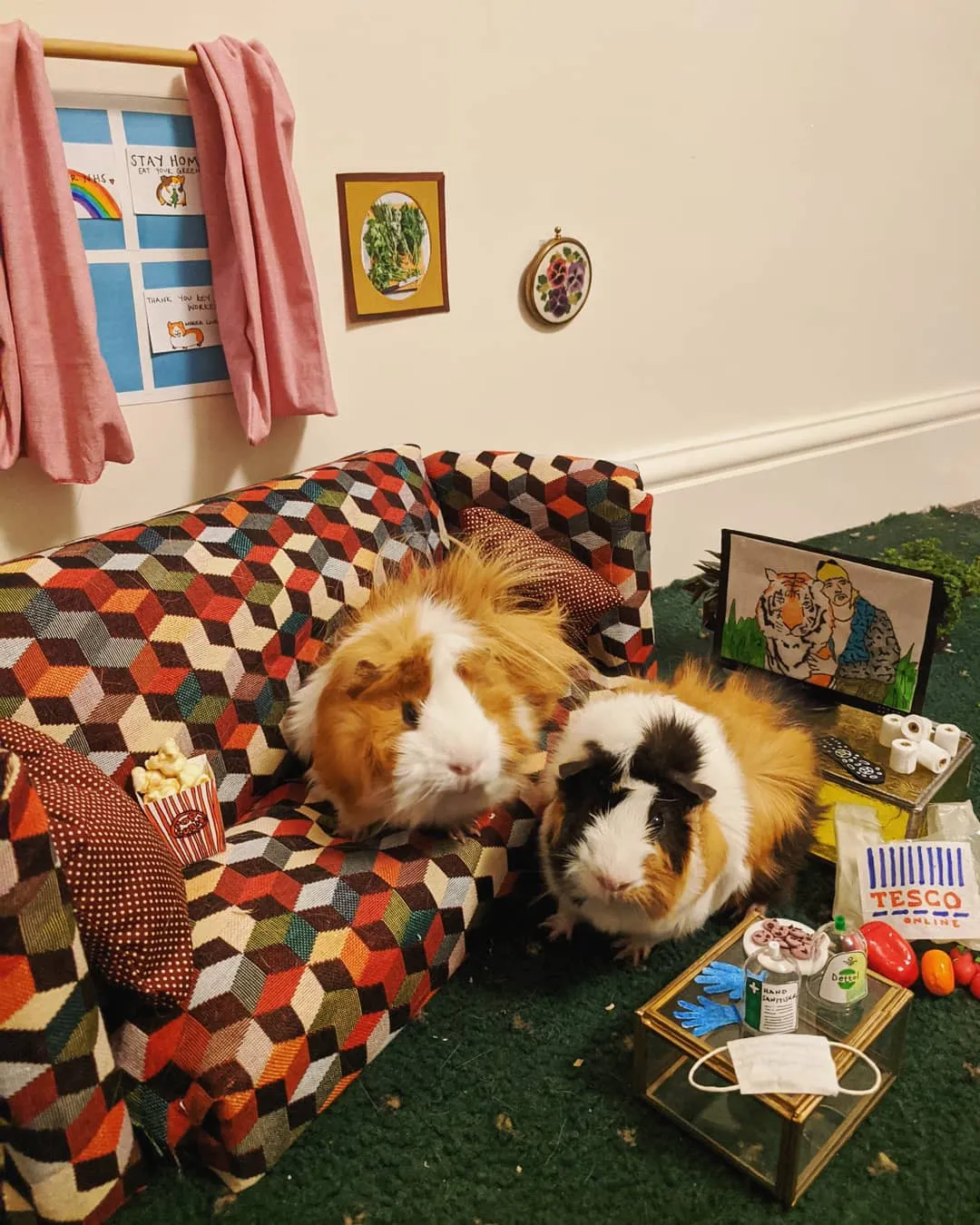 Guineapig Lockdown Life