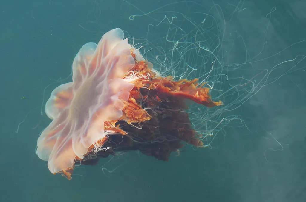 Meet The World’s Biggest Jellyfish: The Lion’s Mane Jellyfish