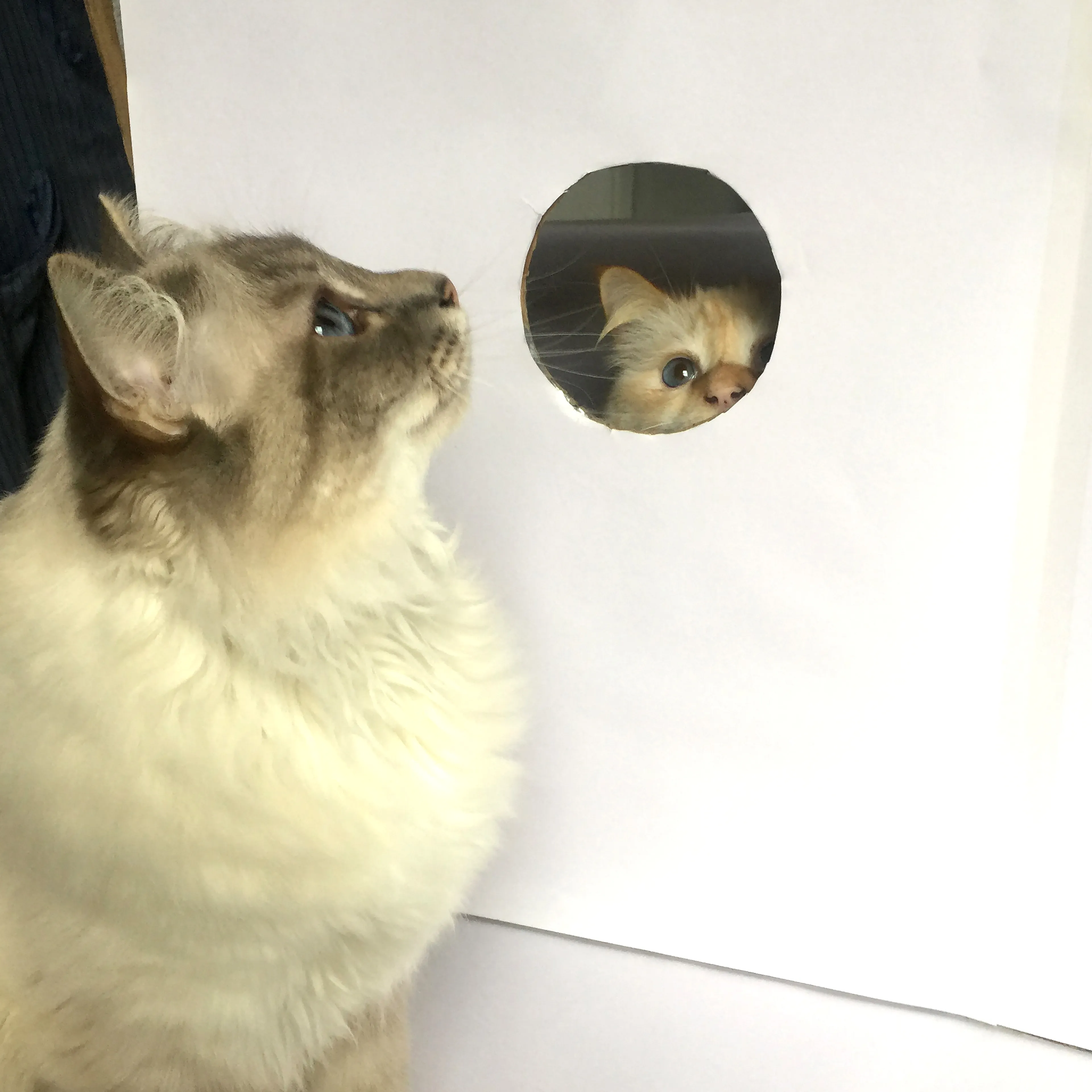 Fun Lockdown Project With My Cats