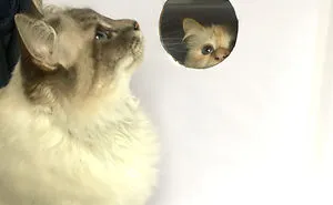 Fun Lockdown Project With My Cats
