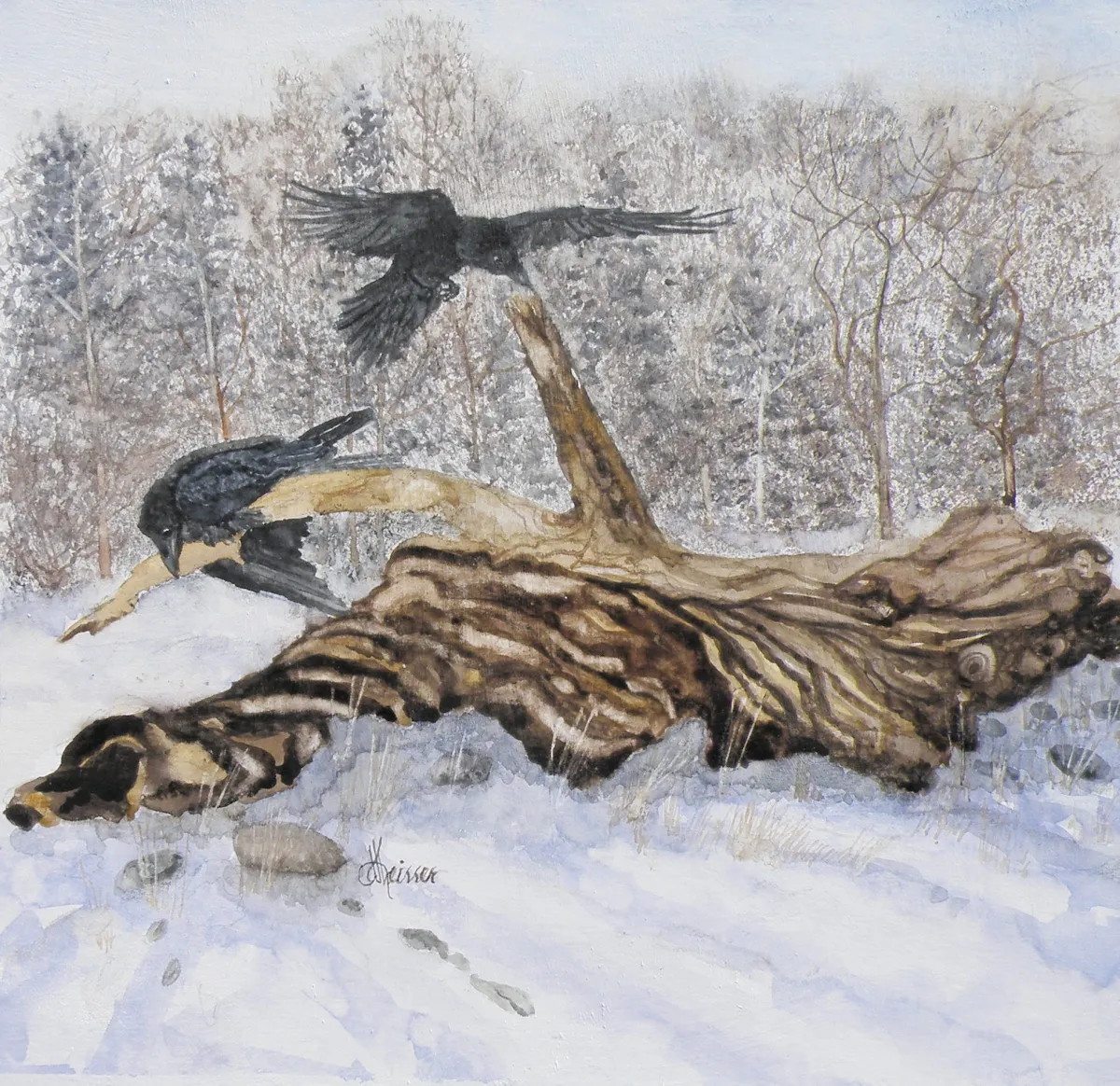 Raven Watercolour Paintings Canada