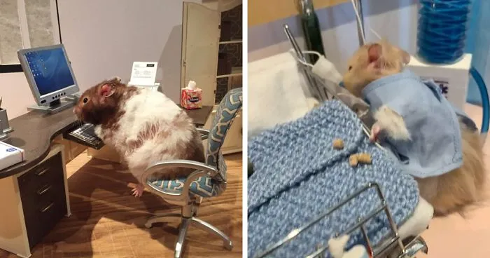 Woman Creates Tiny Lockdown Scenes With Her Pet Hamsters And It's Too Adorable