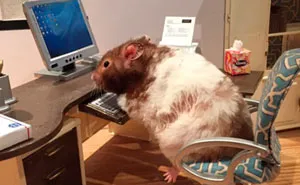 Woman Creates Tiny Lockdown Scenes With Her Pet Hamsters And It's Too Adorable