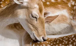 I Photograph The Loving Bond Between Animal Moms And Their Babies (34 Pics)