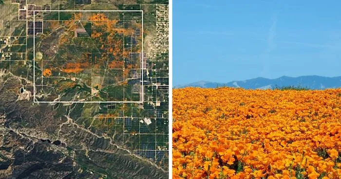 NASA Releases Satellite Images Of Massive California Superbloom Seen From Space