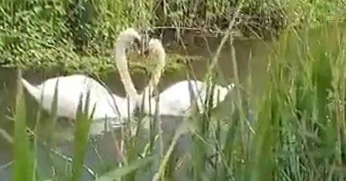 This Rescue Captures A Wholesome Reunion Of A Swan And Her Lifelong Mate After She Was Shot To Head