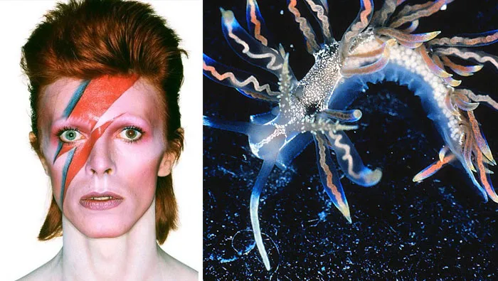 Someone Spotted That David Bowie Often Looked Like A Sea Slug, Created An Entire Blog To Prove It (30 Pics)