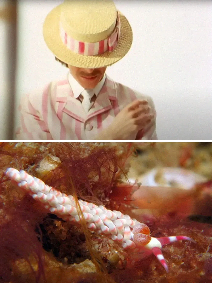 Someone Spotted That David Bowie Often Looked Like A Sea Slug, Created An Entire Blog To Prove It (30 Pics)