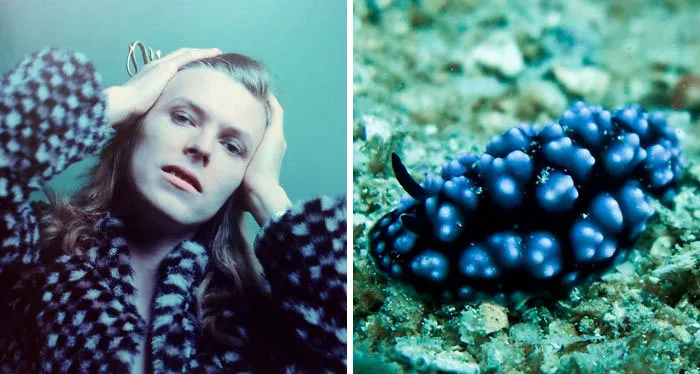 Someone Spotted That David Bowie Often Looked Like A Sea Slug, Created An Entire Blog To Prove It (30 Pics)