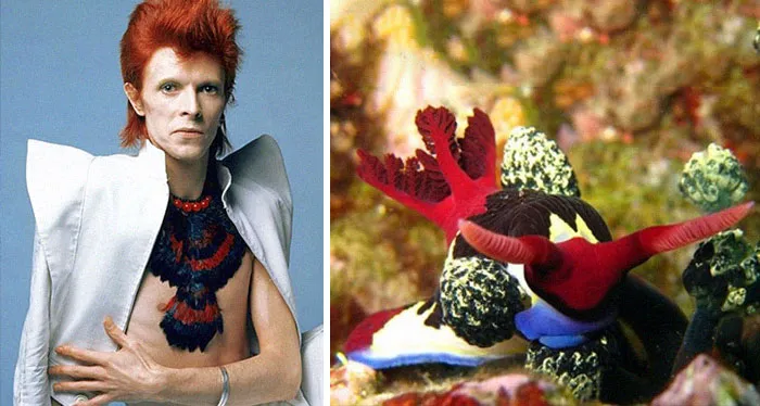 Someone Spotted That David Bowie Often Looked Like A Sea Slug, Created An Entire Blog To Prove It (30 Pics)