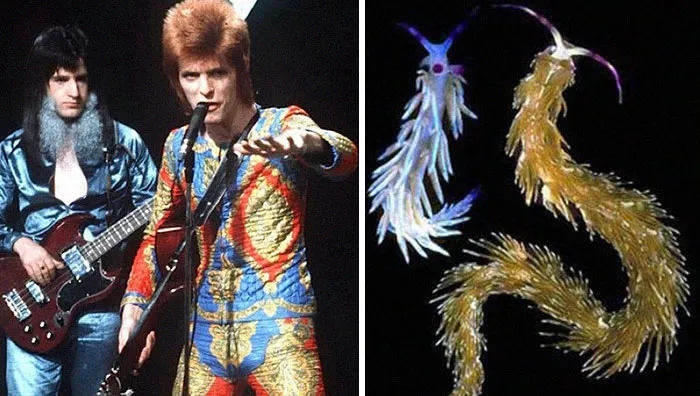 Someone Spotted That David Bowie Often Looked Like A Sea Slug, Created An Entire Blog To Prove It (30 Pics)