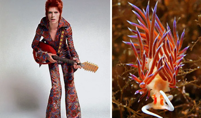 Someone Spotted That David Bowie Often Looked Like A Sea Slug, Created An Entire Blog To Prove It (30 Pics)