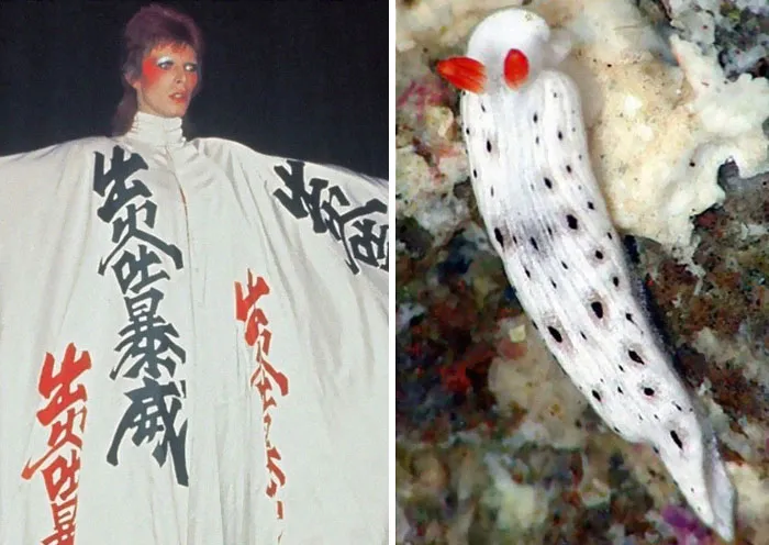 Someone Spotted That David Bowie Often Looked Like A Sea Slug, Created An Entire Blog To Prove It (30 Pics)
