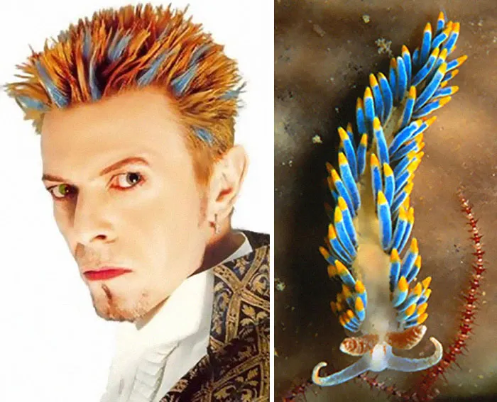 Someone Spotted That David Bowie Often Looked Like A Sea Slug, Created An Entire Blog To Prove It (30 Pics)