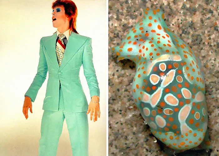 Someone Spotted That David Bowie Often Looked Like A Sea Slug, Created An Entire Blog To Prove It (30 Pics)