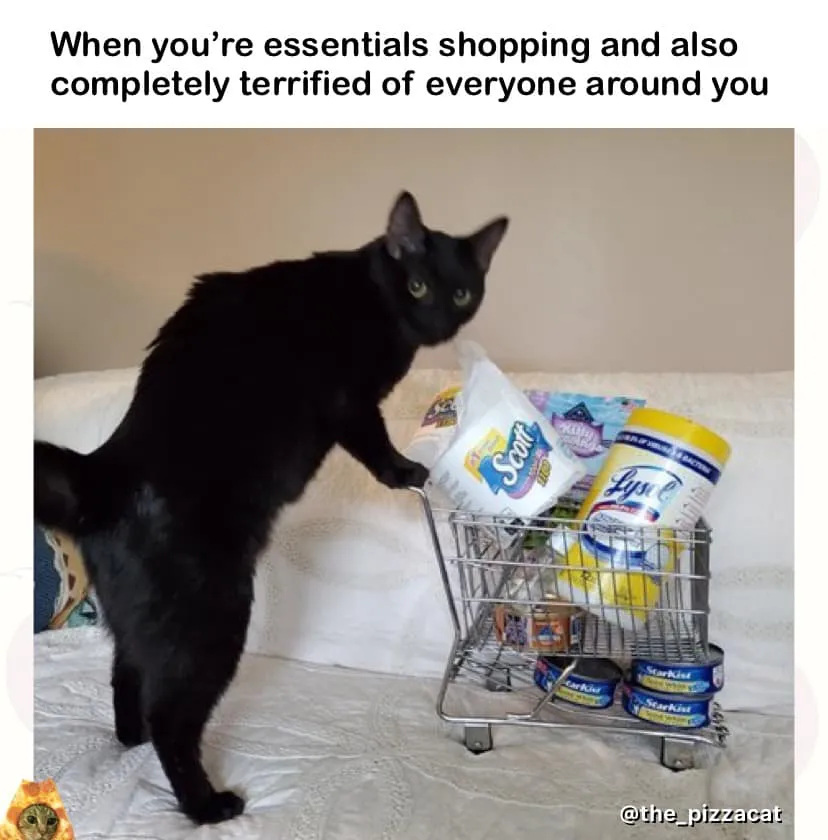 10 Cat Memes By The Pizzacat That Are Summing Up Life During The Pandemic
