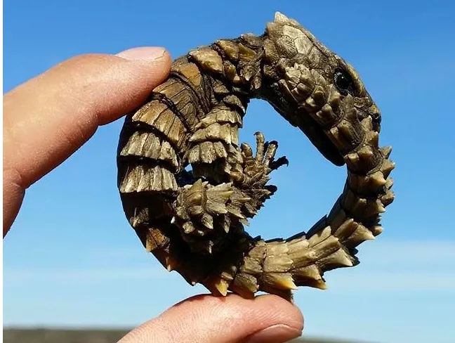 The Armadillo Lizard: The Incredible Baby Lizard Dragon!