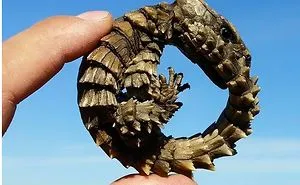 The Armadillo Lizard: The Incredible Baby Lizard Dragon!