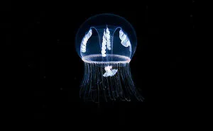 30 Incredible Photos Of Real-Life Underwater Creatures That Look Like CGI