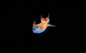 30 Incredible Photos Of Real-Life Underwater Creatures That Look Like CGI