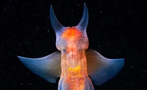 30 Incredible Photos Of Real-Life Underwater Creatures That Look Like CGI