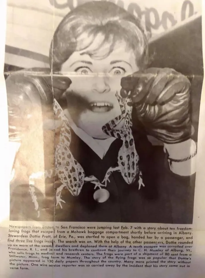 My Grandma (Mimi) Was An Airline Stewardess When She Was In Her Early 20’s (So, Early To Mid 1960’s), This Is A Newspaper Article From A Flight She Was On Where A Bag Full Of Frogs Escaped That She Had To Catch On The Plane