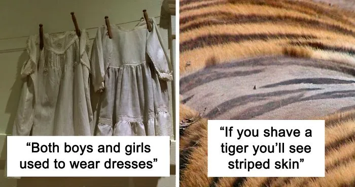 Parent Asks For Mind-Blowing But Simple Facts That Would Satisfy A 3-Year-Old Before Bedtime, Gets 30 Responses