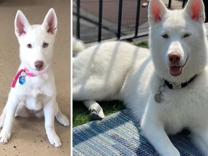 It Was Love At First Site Her Pic From The Rescue Center (4 Months). She Just Turned 1! Happy Birthday Nori