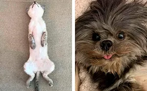 50 Most Wholesome Rescue Pet Photos Of This Month (May Edition)