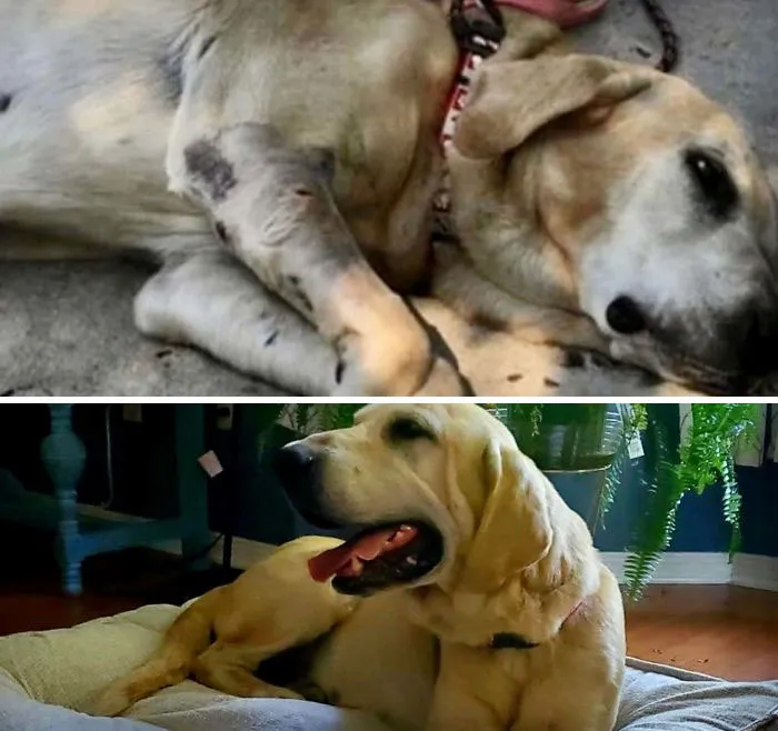 Este perro anciano recibió un disparo en una pata y fue abandonado para que muriera. Las fotos tienen 1 día de diferencia