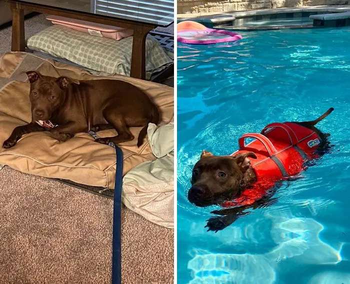 The Shelter Sends Us The Dogs Nobody Else Can Handle To Foster. We Took In Our Foster Tulip A Month Ago, Who Was Code Red For Being Terrified Of People And Biting. She Was Also Terrified Of The Leash, So It Had To Stay On. We Officially Adopted Her On Tuesday And Celebrated By Learning How To Swim!