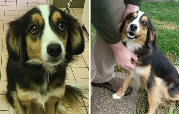 This Is Daisy, She Was Extremely Abused Before We Got Her, I Could Hardly Pet Her Without A Yelp Or Whimper. We Adopted Her Almost 2.5 Yrs Ago. She's Now Officially Been In A Loving Home Longer Than She Was In A Bad Home. Such A Sweetheart That Loves Luvins!