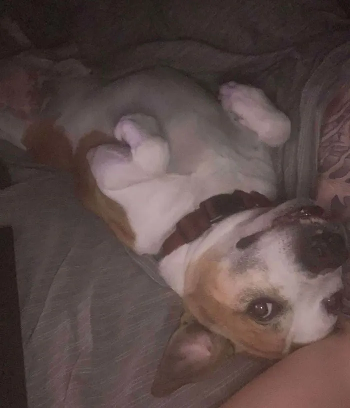 My Boy Bubba Who Cries If I Don't Let Him On The Bed Rescued Him A Day Before The Shelter Was Gonna Put Him Down