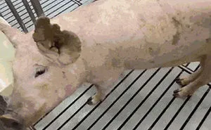 50 Most Wholesome Rescue Pet Photos Of This Month (May Edition)