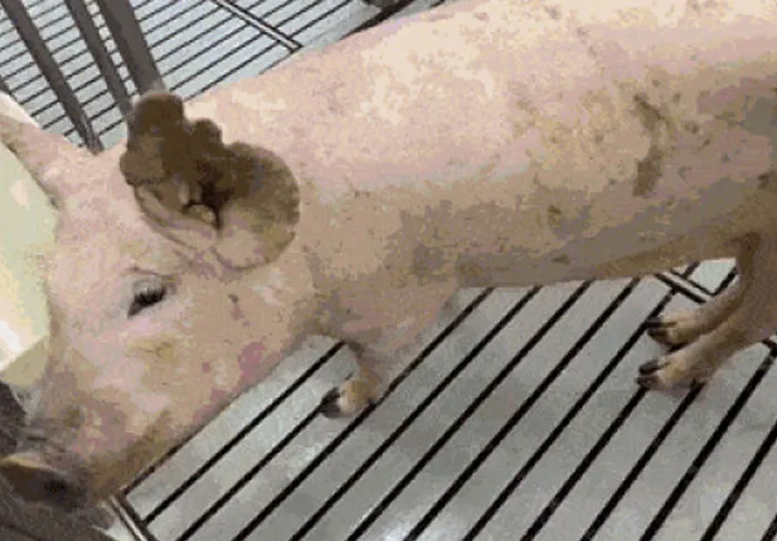 Jolene Was Rescued From A Lab Where She Was Going To Be Euthanized, Now She's Safe At Rancho Relaxo Farm Sanctuary
