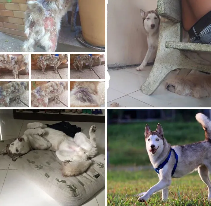 Tras un año de adopción