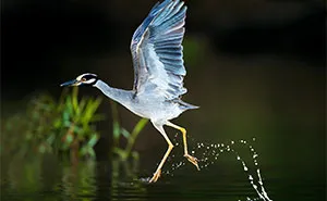 28 Beautiful Birds That I Found Next To Water