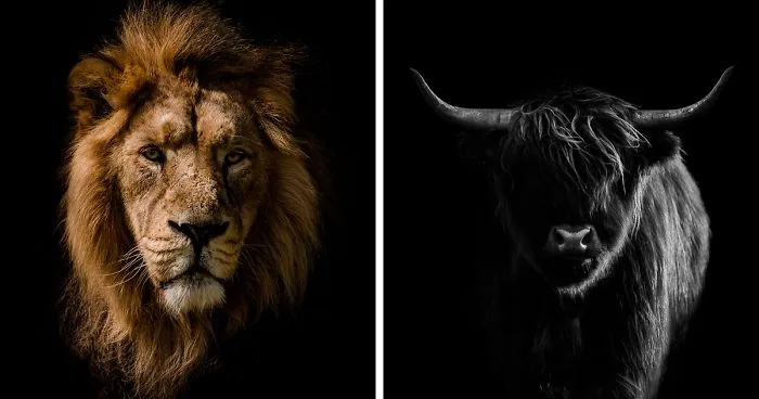 I Take Minimalistic Animal Photographs And Here Are 28 Of Them