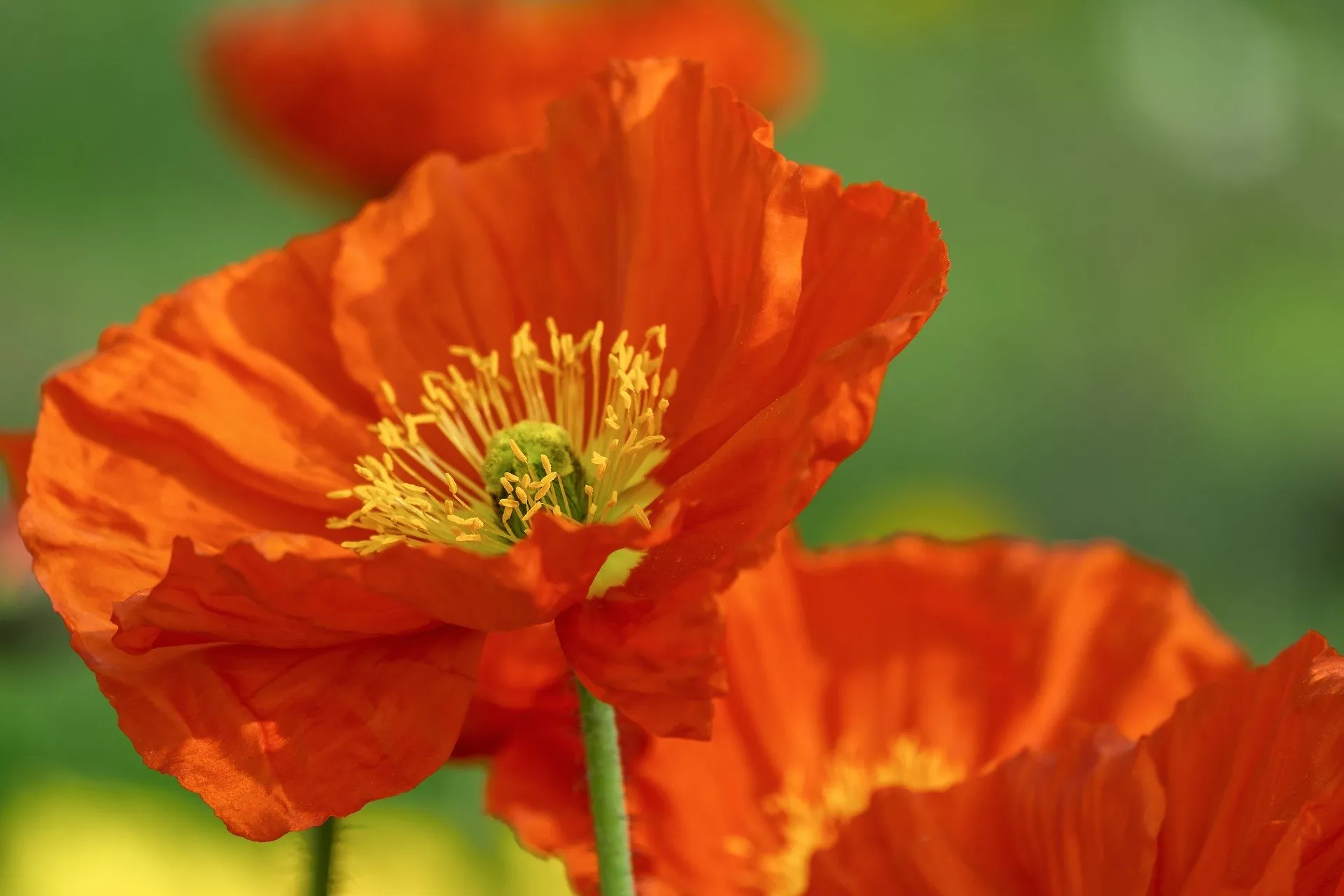 I Found This Amazing Red Flower